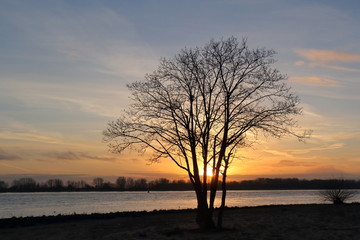 Baum im Sonnenuntergang