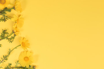 Flowers composition. Chamomile flowers on yellow background. Spring, summer concept. Flat lay, top view, copy space