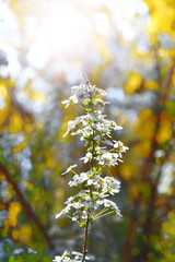 Il fiore primaverile