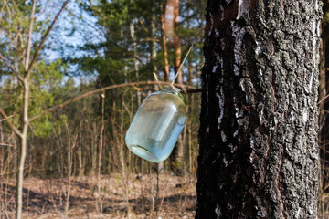 extraction of birch SAP
