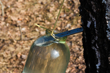 extraction of birch SAP