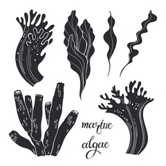 Marine algae and sea sponges. Vector hand-drawn illustration on a white background. Collection of isolated silhouettes for design.