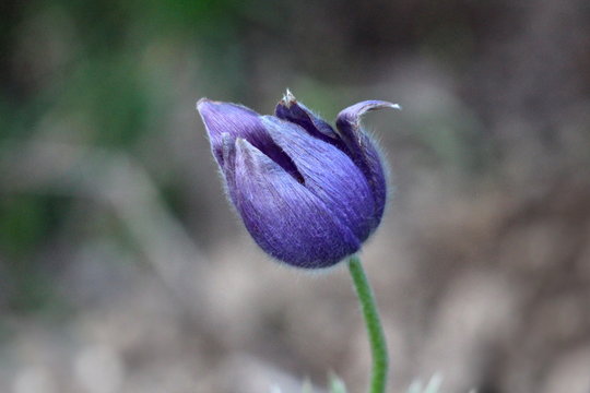 Pulsatilla Vulgaris Or Pasque Flower Or Pasqueflower Or European Pasqueflower Or Danes Blood Single Partially Open Violet Flower Planted In Local Garden On Warm Spring Day