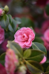 Garten-Kamelie - rosa Blüte