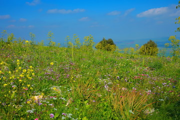 Mountain with blossoming field of different flowers in spring