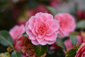Garten-Kamelie - rosa Blüten