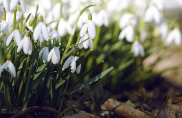 Fresh only grown pure bright white snowdrops, marking the arrival of spring