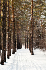 the scenery of the winter forest and its details are so beautiful, especially in the sunset