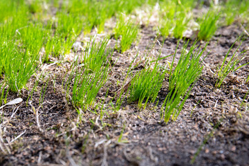 First spring sprouts, green grass, new life