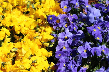Rows of dark blue and yellow Wild pansy or Viola tricolor or Johnny jump up or Heartsease or Hearts...