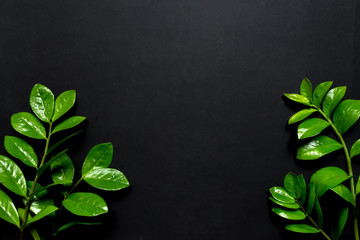 Creative flat lay top view of green  leaves millennial black paper background with  copy space. Minimal  leaf plants summer concept template for your text or design.