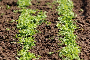 Rows of young light green lettuce planted in local garden surrounded with dry soil on warm sunny spring day