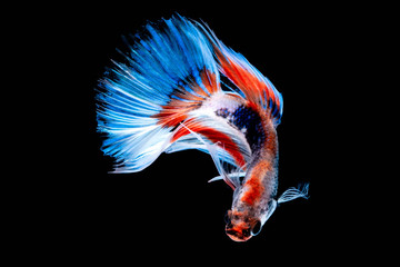 Fototapeta premium Betta fish Fight in the aquarium