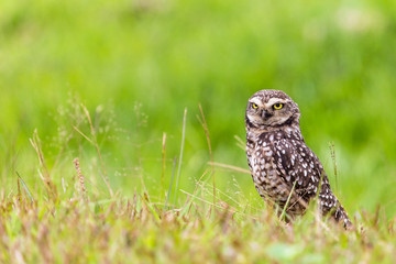 owl, burrowing, athene, cunicularia, bird, wildlife, nature, eyes, florida, yellow, raptor, isolated, brown, background, ornithology, wild, burrow, animal, prey, predator, hunter, coral, cape, cute, o