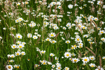 Summer flower garden with daisy flowers and grass