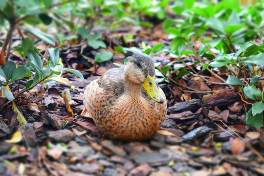 Pato