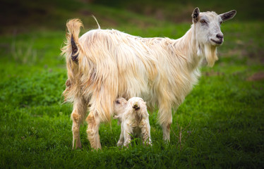 Naklejka na ściany i meble Adorable white baby billy goat feeds from mother goat on the meadow