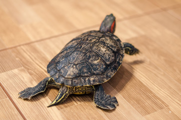 a turtle on the floor at home