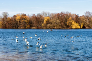  flock of seagull birds on a city lake on a spring day