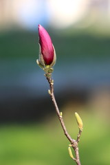 Fototapeta premium Single branch of Magnolia flowering plant with fully closed flower on top waiting for warm sun to open and bloom in local garden on warm spring day