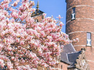 Old tower with blossom of magnolias in Groningen in spring. Beautiful pink magnolias on blue sky...