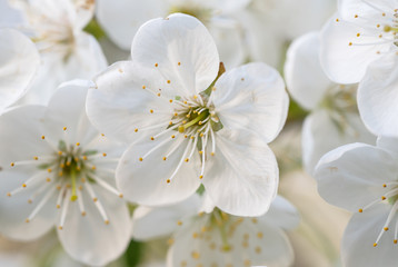Cherry spring flowers