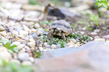 Turtle Testudo Marginata european landturtle closeup wildlife