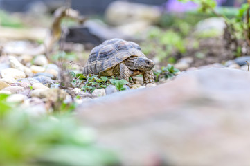 Turtle Testudo Marginata european landturtle closeup wildlife