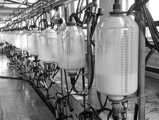 Milking equipment, in the milking hall