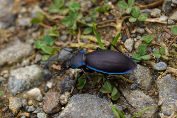 Käfer auf dem Waldboden
