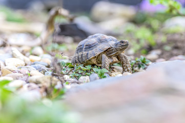 Turtle Testudo Marginata european landturtle closeup wildlife