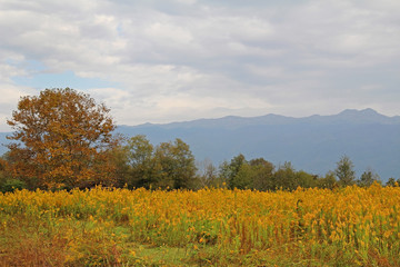 Fototapeta premium Yellow flowers blooming in the field against the backdrop of the mountains of Abkhazia. Popular tourist destination.