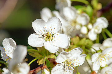 Cherry flowers frame