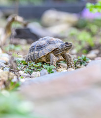 Turtle Testudo Marginata european landturtle closeup wildlife