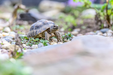 Turtle Testudo Marginata european landturtle closeup wildlife