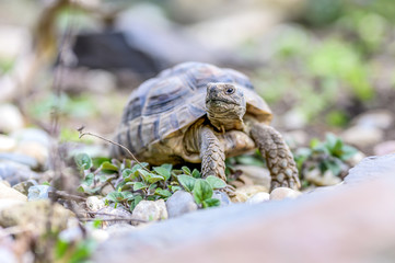 Turtle Testudo Marginata european landturtle closeup wildlife