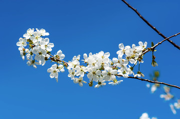 Cherry spring flowers