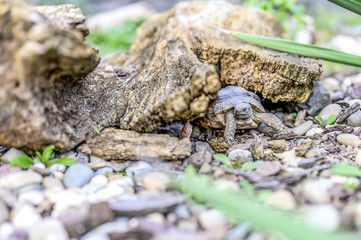 Turtle Testudo Marginata european landturtle closeup wildlife