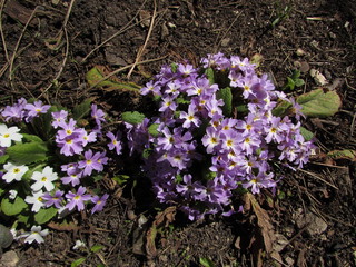 purple flowers in the garden