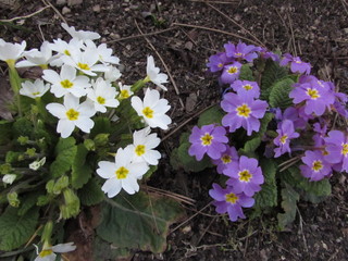 blue flowers in the garden
