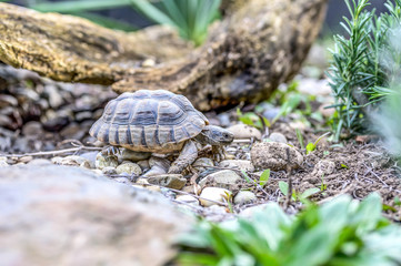 Turtle Testudo Marginata european landturtle closeup wildlife