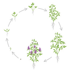 Round growth stages of Alfalfa plant. Vector flat illustration. Medicago sativa. Lucerne grown. Circular life cycle.