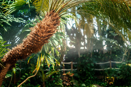 Palm with jungle in the background and copy space