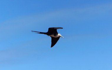 frigatebird in flight