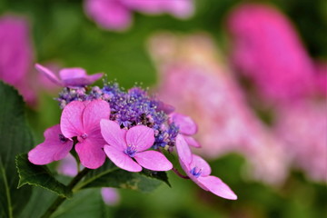 ピンクの紫陽花