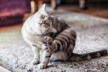 American shorthair cat is scratching,A beautiful American cat, Cats are scratching ticks.