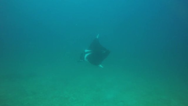 Oceanic Manta Ray 