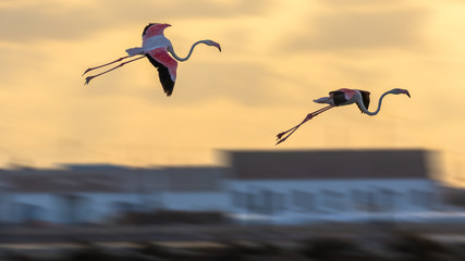 Flamingos im Tiefflug über den Salinen am Mar Menor