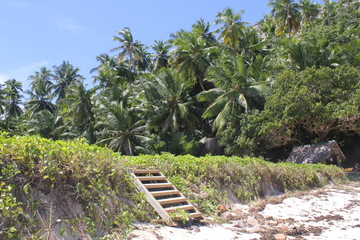 North island seychelles beach Indian Ocean palms
