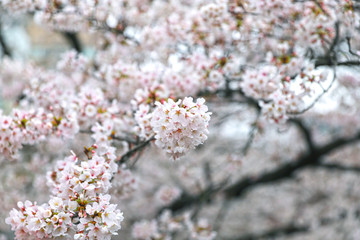 【日本の春】満開の桜